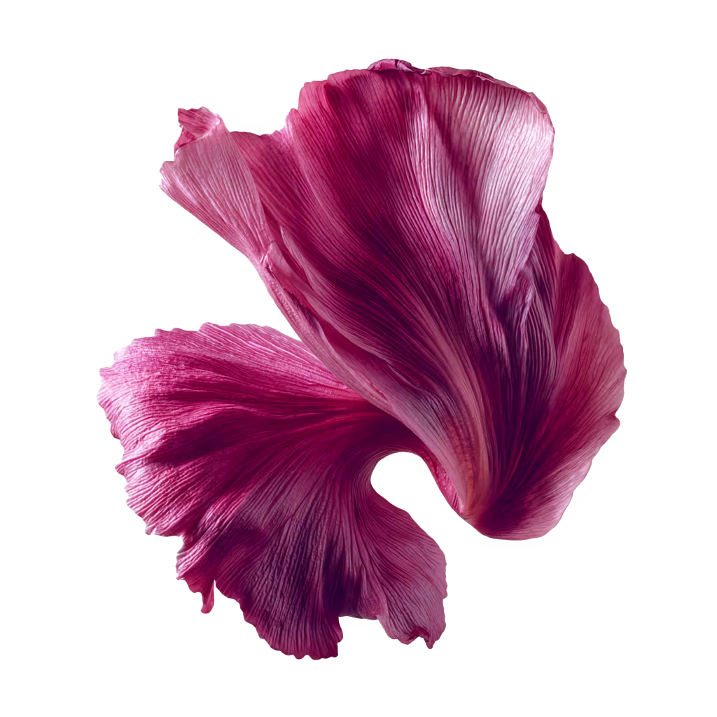 Chrysanthemum