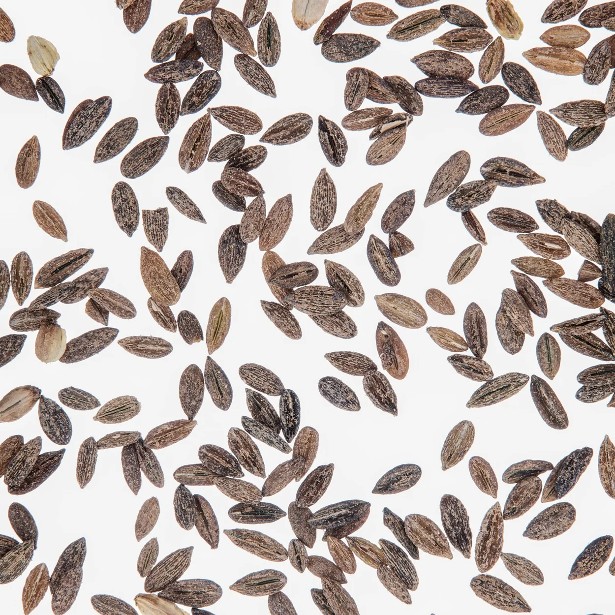Image of Angelica note