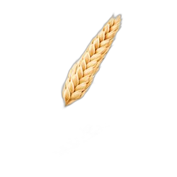 Barley
