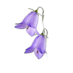 Bluebell
