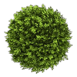 Boxwood