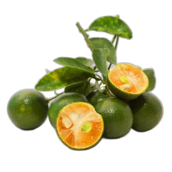 Image of Calamondin note