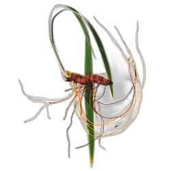 Image of Calamus note