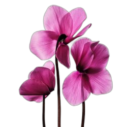 Cyclamen