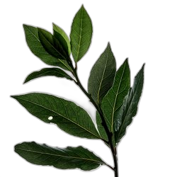 Laurel