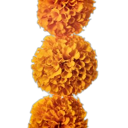 Pot Marigold