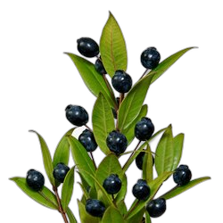 Image of Myrtle note