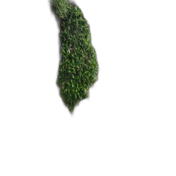 Image of Oak note