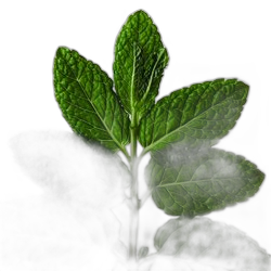 Peppermint