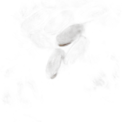 Image of Pistachio note