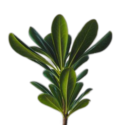 Image of Pittosporum note