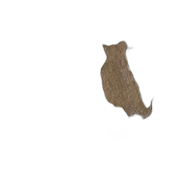 Image of Sycamore Maple note